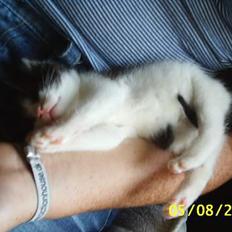 Huskat bobbi (hun kat)