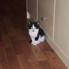 Blanding af racer Misty