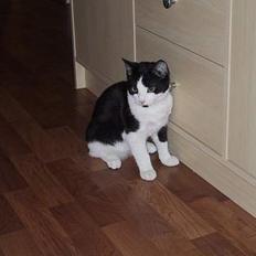 Blanding af racer Misty