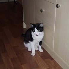 Blanding af racer Misty