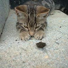 Blanding af racer stjerne