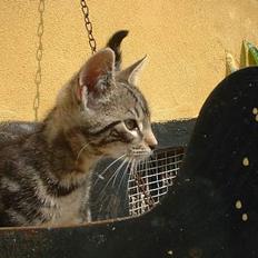 Blanding af racer stjerne