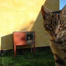 Blanding af racer stjerne