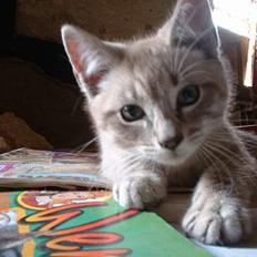 Blanding af racer Måne