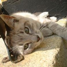 Blanding af racer Måne