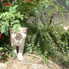 Blanding af racer Måne