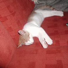 Blanding af racer Bartil