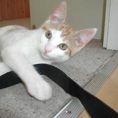 Blanding af racer Bartil