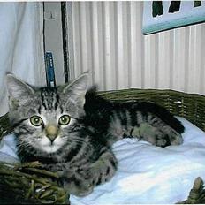 Blanding af racer Mis  2 *DØD*