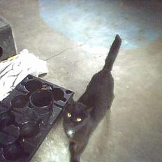 Blanding af racer Sofia (DØD)