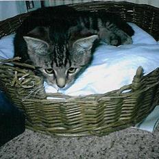 Blanding af racer Mis  2 *DØD*