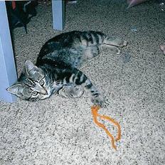 Blanding af racer Mis  2 *DØD*