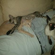 Orientaler alle dejlige 5