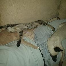 Orientaler alle dejlige 5