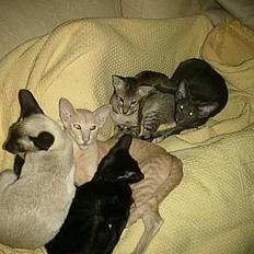 Orientaler alle dejlige 5