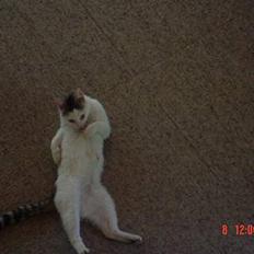 Blanding af racer Pantera