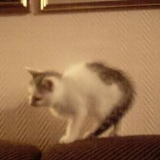 Blanding af racer Pantera