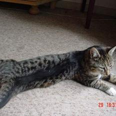 Blanding af racer Cleopatra