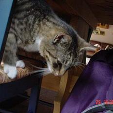 Blanding af racer Cleopatra