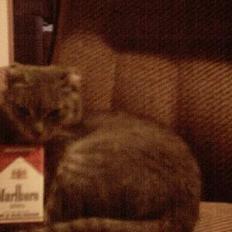 Blanding af racer Gråpus(død)