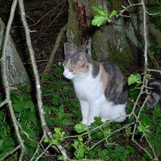 Blanding af racer Mulle *forsvundet*