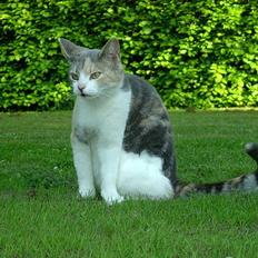 Blanding af racer Mulle *forsvundet*