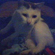 Huskat Bingo (Himmelkat)