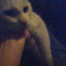 Huskat Bingo (Himmelkat)