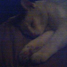 Huskat Bingo (Himmelkat)