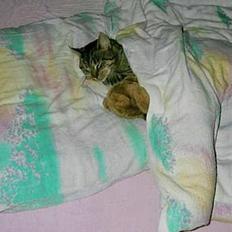 Blanding af racer Mis *DØD*