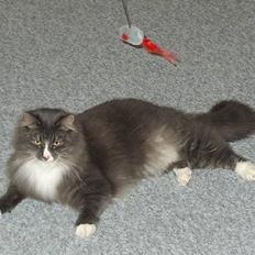 Norsk Skovkat Arthur