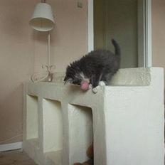 Norsk Skovkat Arthur