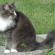 Norsk Skovkat Arthur