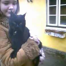 Blanding af racer Sofia (DØD)