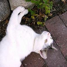 Blanding af racer Emil