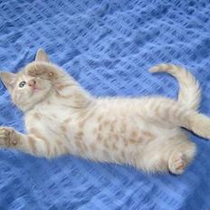 Blanding af racer Hope.