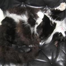 Norsk Skovkat Dansbjergs Romeo