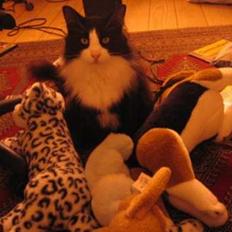 Norsk Skovkat Dansbjergs Romeo