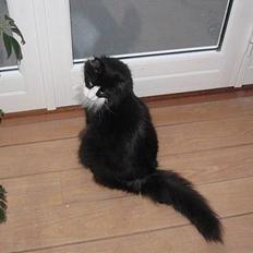 Norsk Skovkat Dansbjergs Romeo