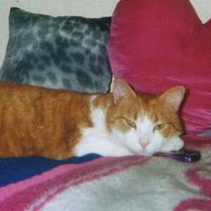 Blanding af racer Mikkel