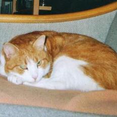 Blanding af racer Mikkel