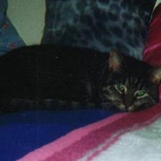 Blanding af racer Chilli