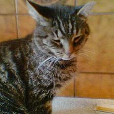 Blanding af racer Chilli