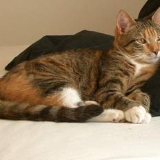 Blanding af racer Smukke