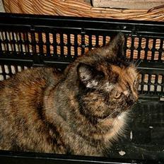 Blanding af racer Tilde