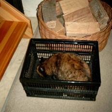 Blanding af racer Tilde