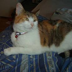 Blanding af racer mevtje (missemor)