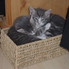 Europé Awarthe Roduch