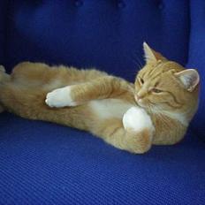 Blanding af racer rosa