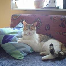 Blanding af racer mevtje (missemor)